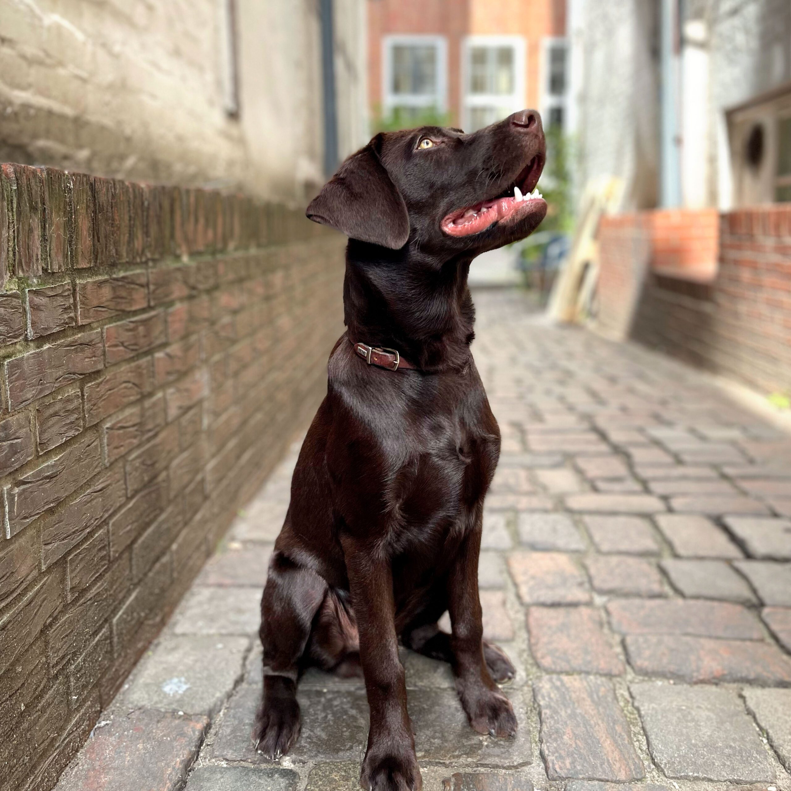 Milo